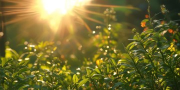 朝阳义美物业全称究竟是什么？